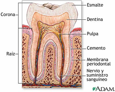 Cemento dental  Tejidos Dentarios